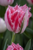 Tulipa 'Ranomi'