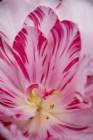 Tulipa 'Amorosa'