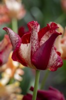 Tulipa 'Striped Crown'