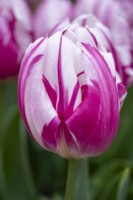 Tulipa 'Bojangles'