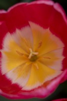 Tulipa 'Lipstick'