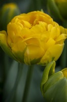 Tulipa 'Vulcan d'Or'