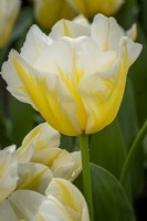 Tulipa 'Bingo'