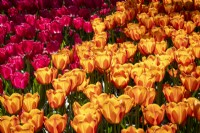 Tulipa 'Charade'