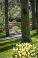 Drifts of mixed tulips in spring at Keukenhof Gardens, The Netherlands.