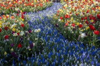 A drift of Muscari armeniacum edged with mixed tulips at Keukenhof Gardens, The Netherlands, spring