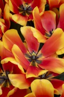 Tulipa 'Dafeng'