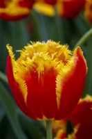 Tulipa 'Davenport'