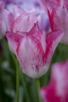 Tulipa 'Beautytrend'