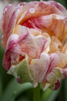 Tulipa 'Sprinkle Dip'