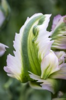 Tulipa 'Green Wave'