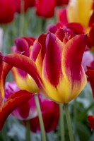 Tulipa 'Striking Match'