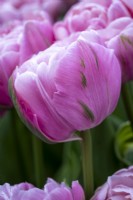 Tulipa 'Amazing Grace'