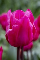 Tulipa 'Roussillon'