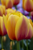 Tulipa 'World Peace'