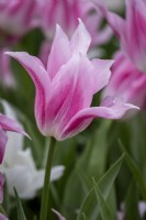 Tulipa 'Lilypure'