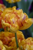 Tulipa 'Dancing Queen'