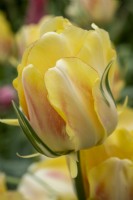 Tulipa 'Akebono'