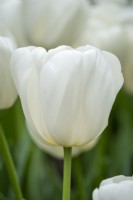 Tulipa 'Ice Rif'