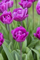 Tulipa 'Lilac Perfection' - Double late Tulip