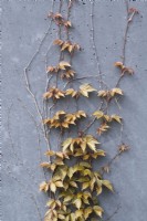 Parthenocissus tricuspidata 'Veitch Boskoop' - Virginia Creeper foliage in spring
