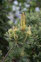 Pinus parviflora 'Tenysu-kazu' - Japanese White Pine 'Dr Landis' 