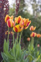 Tulipa 'Apeldoorn's Elite', May
