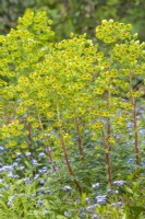 Euphorbia x martini flowering in Spring - April