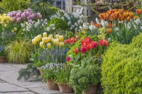 Mixed Tulips and Daffodils flowering in an informal display of terracotta pots in Spring - April