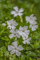 Vinca minor 'Gertrude Jekyll' flowering in Spring - April