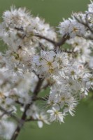 Prunus spinosa flowering in Spring - April