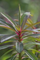 Euphorbia sikkimensis 'Crug Contrast' foliage in Spring - April