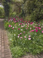 Spring flowerbed with  variety of tulips in shades of pastel reds and pinks