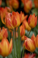 Tulipa 'Heweri'