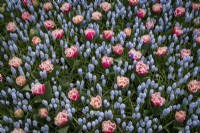 Tulips and Muscari or Grape Hyacinth in spring border