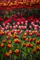 Drifts of mixed tulips in spring borders