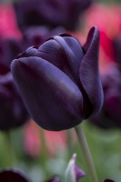 Tulipa 'Nightwish'