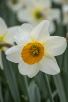 Narcissus 'Verger'