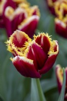 Tulipa 'Mercure'