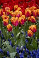 Tulipa 'Orange Dynasty' underplanted with Muscari armeniacum