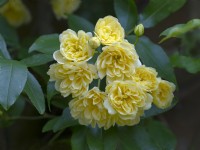 Rosa banksiae 'Lutea'  Mid April Spring