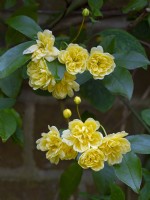 Rosa banksiae 'Lutea'  Mid April Spring