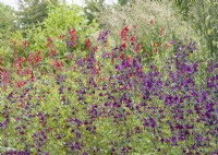 Salvia Mix, summer August