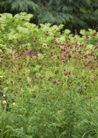 Sanguisorba officinalis, summer August
