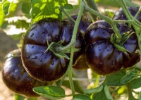 Solanum lycopersicum Black Beauty, summer August