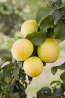 Cherry Plum - Mirabelle hybrid - Prunus cerasifera 'Golden Sphere'