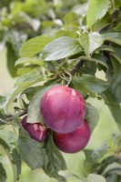 Cherry Plum - Mirabelle hybrid - Prunus cerasifera 'Gypsy'