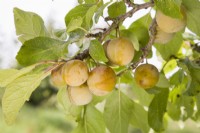 Gage - Prunus domestica 'Cambridge Gage'