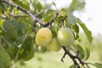 Gage - Prunus domestica 'Coe's Golden Drop'