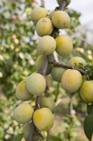 Gage - Prunus domestica 'Imperial Gage' syn. Dennistons Superb